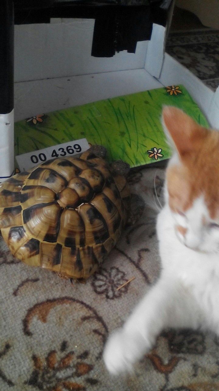 mikes and lucie