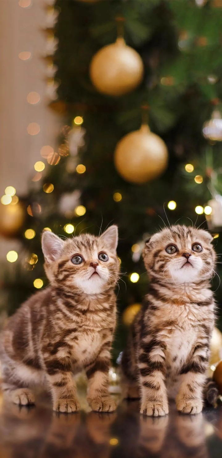 Kitten