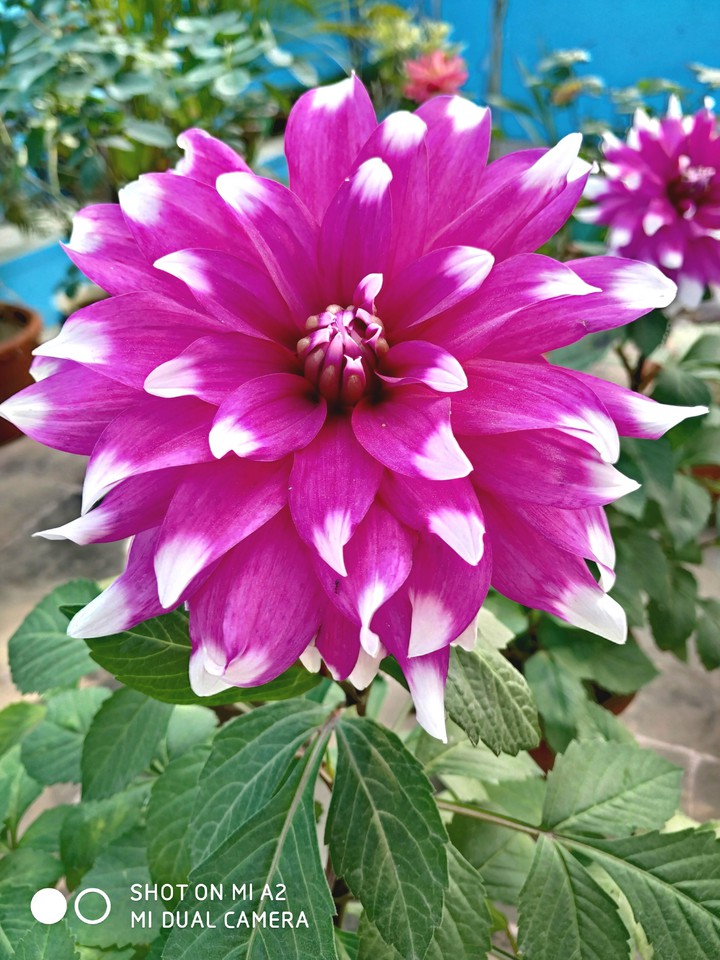 flower