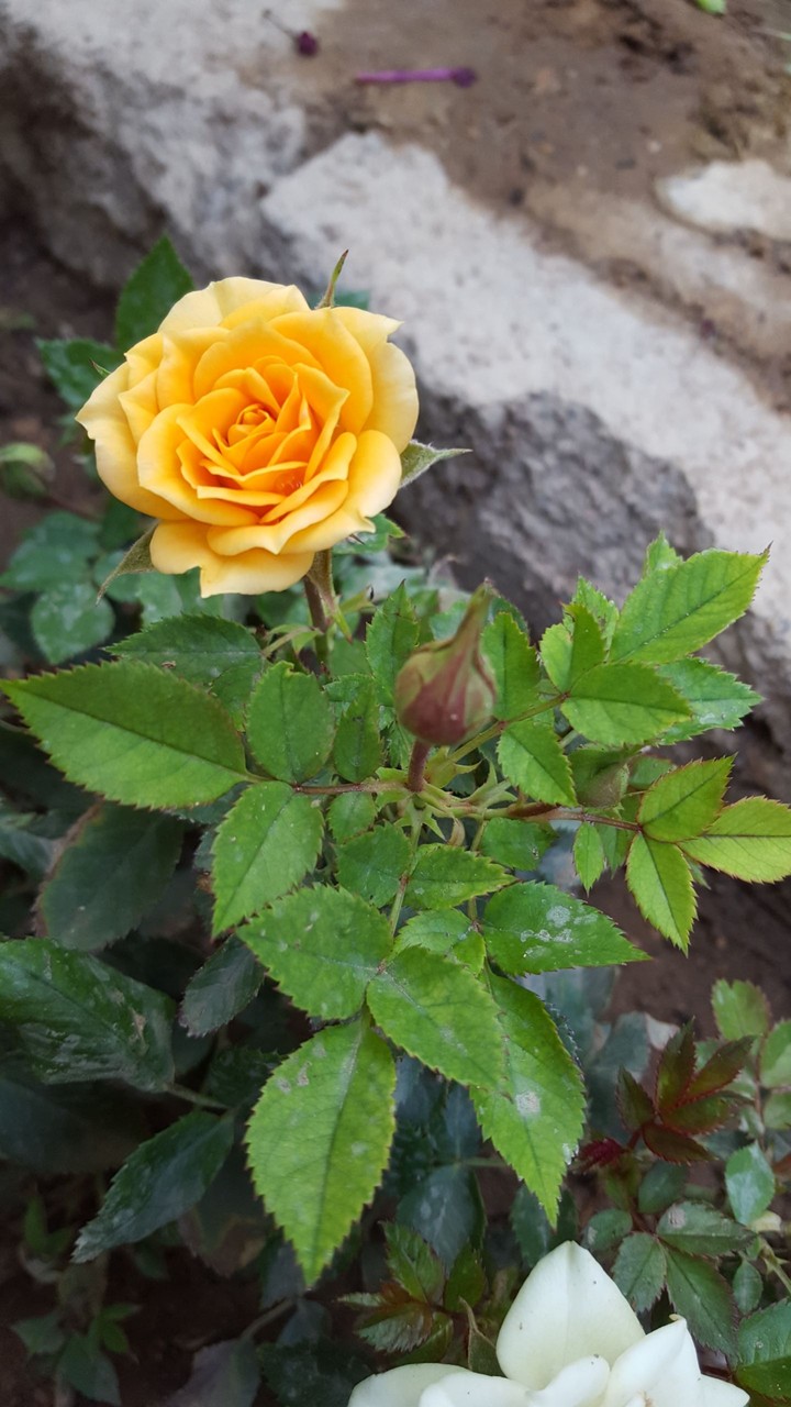 in my garden