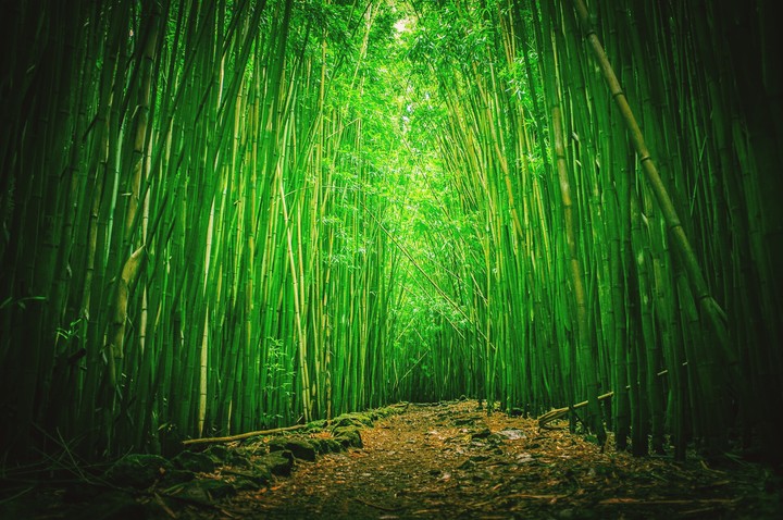 Bamboos