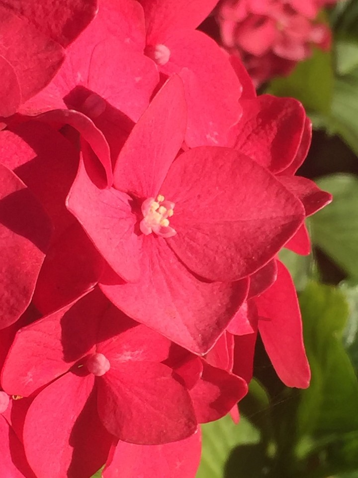 pink flower