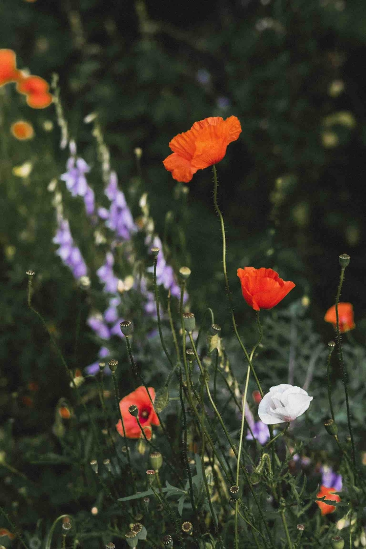 poppies