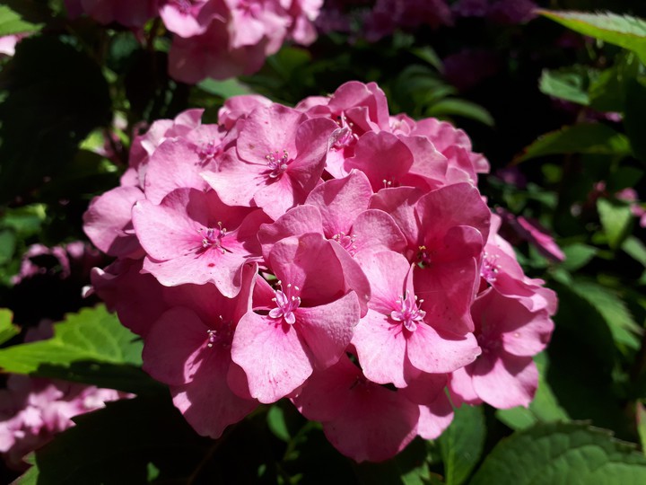 Pink love