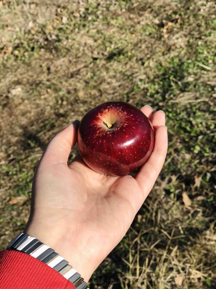 red apple