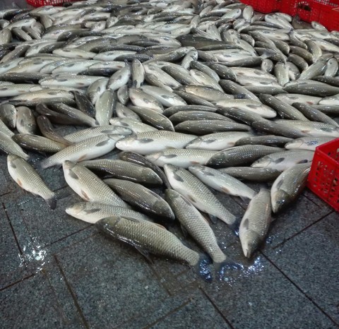 silver fishes
