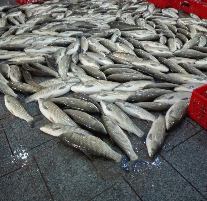 silver fishes