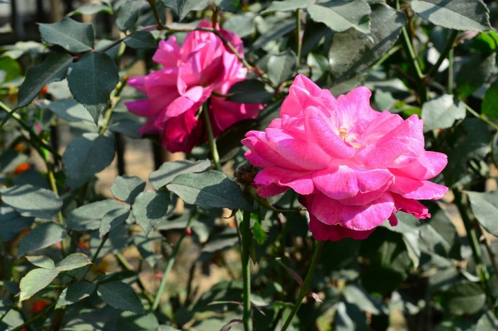 in my garden