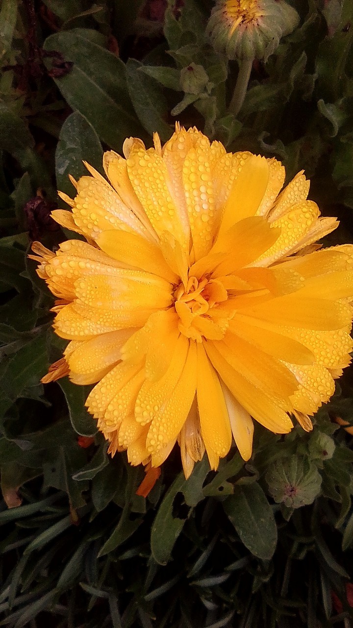 fleur avec goute d'eau