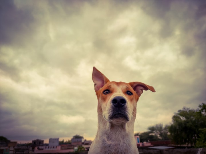 my doggie