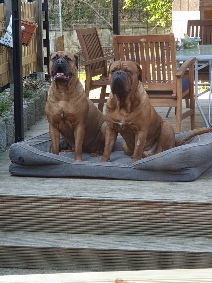 Bordeaux Doggen