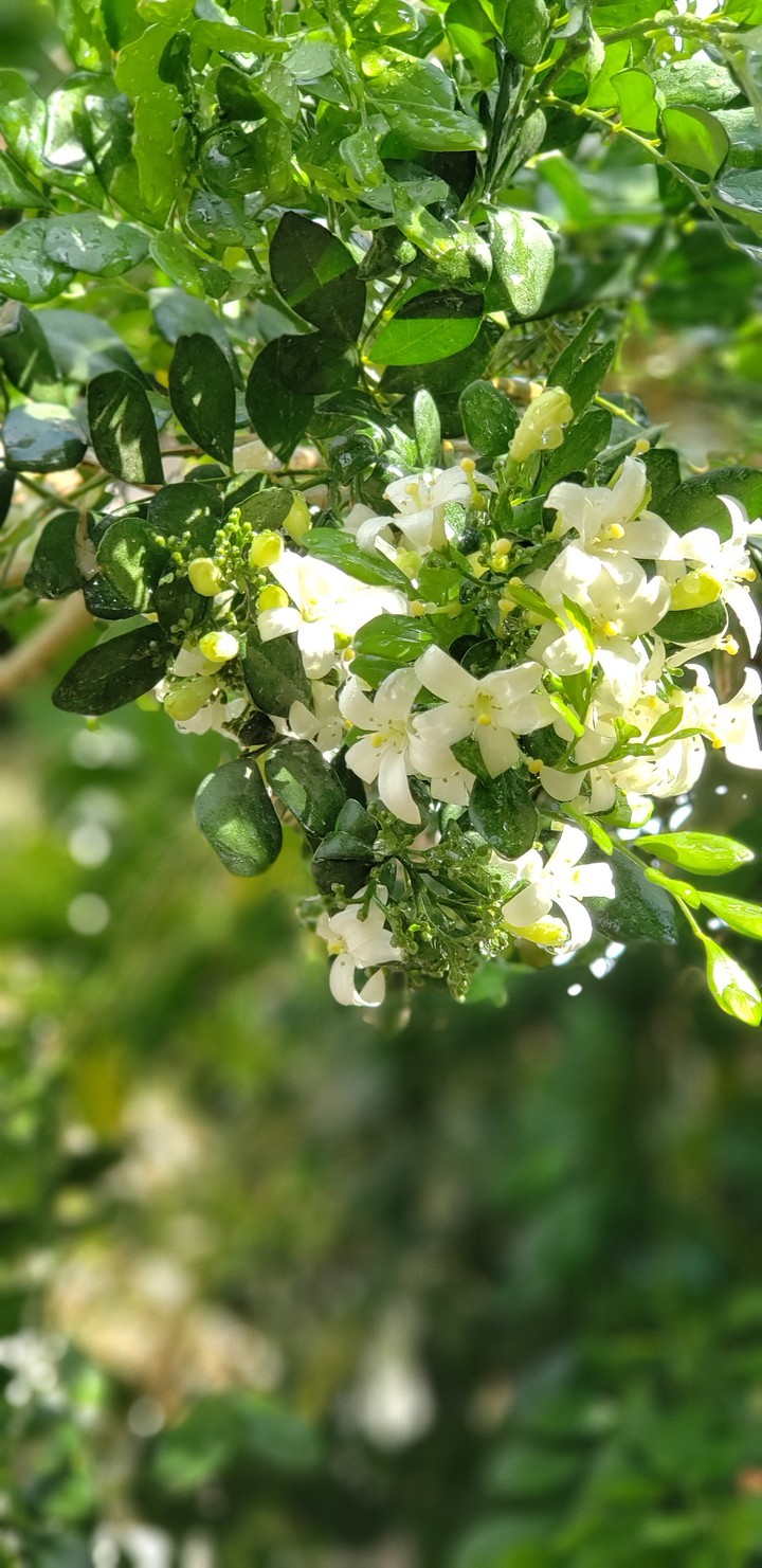 Frozinha molhada