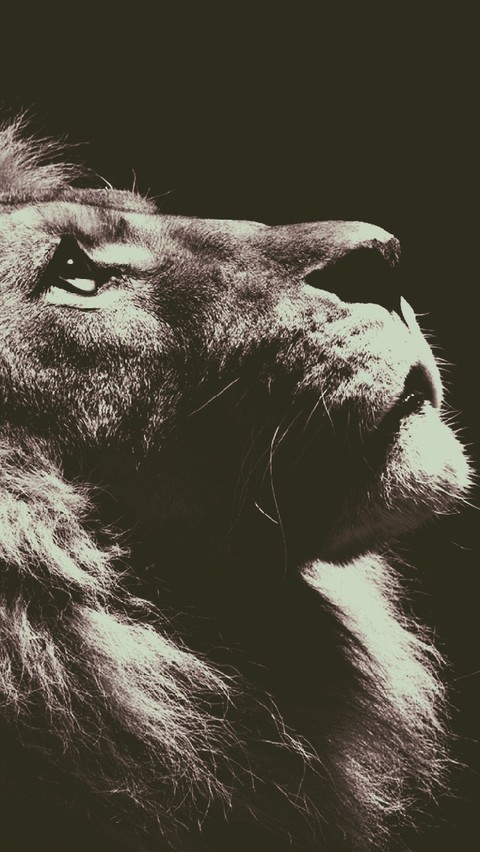 lion