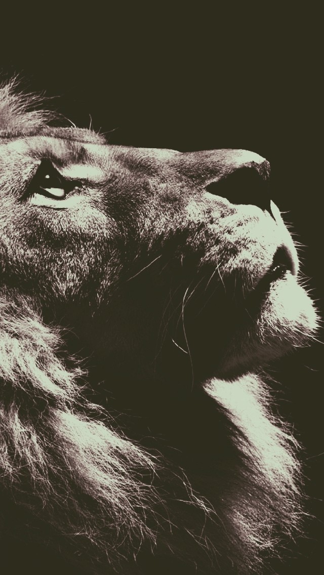lion