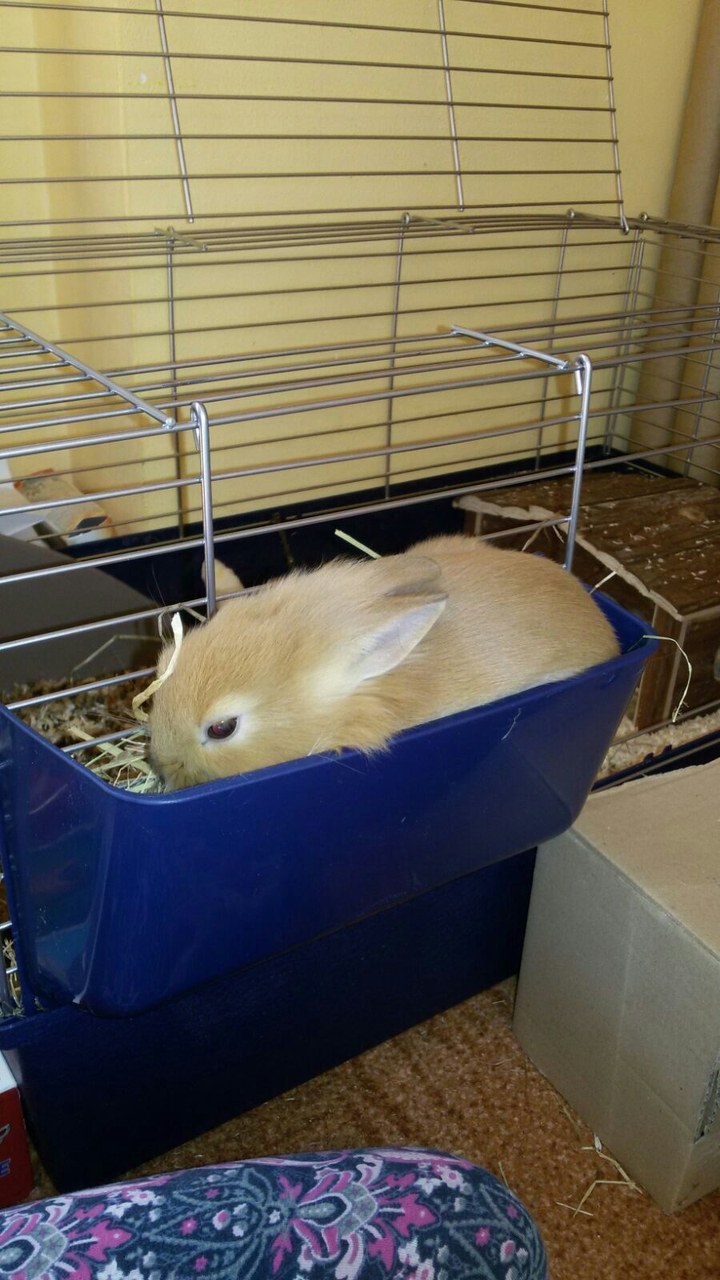rabbit