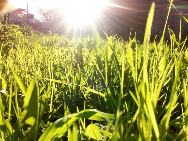 Grass 2.0
