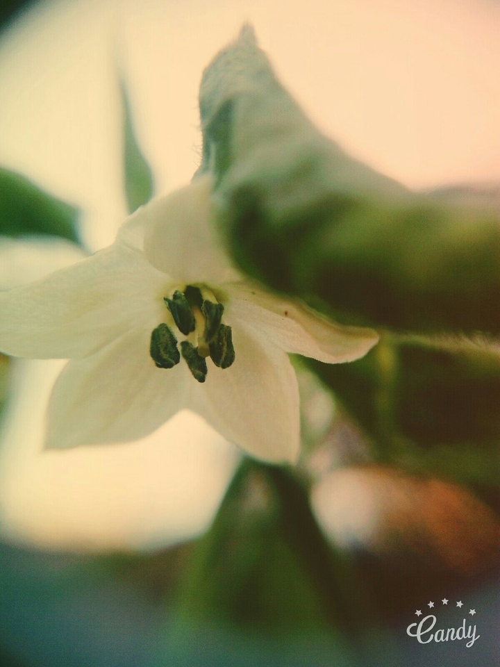 flower