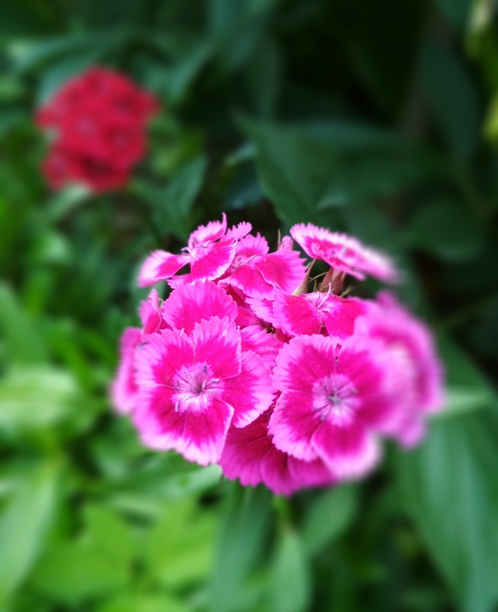 my flower