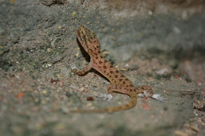 Lizard