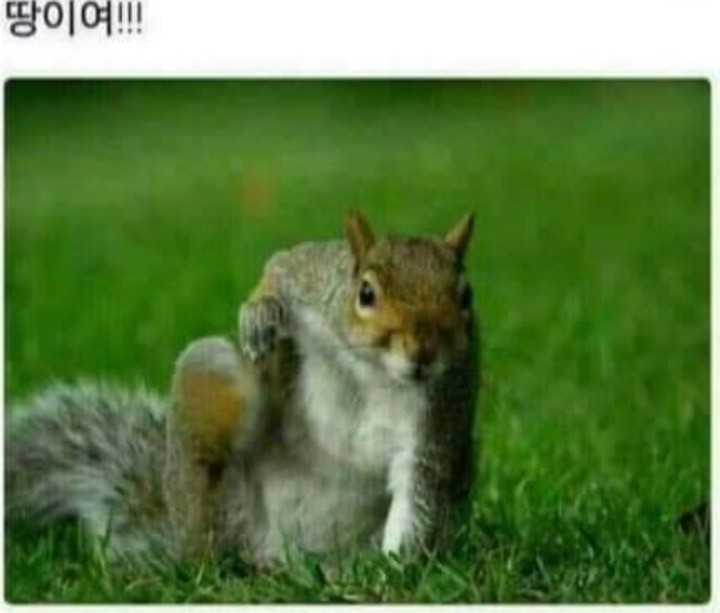 짤
