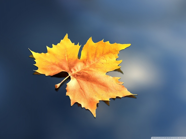 lonely leaf