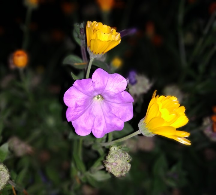 feel the freshness of flower.