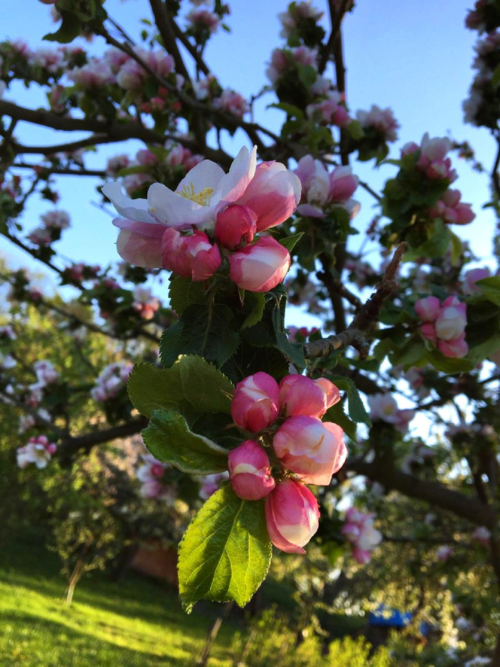 Apfelbaumblüte