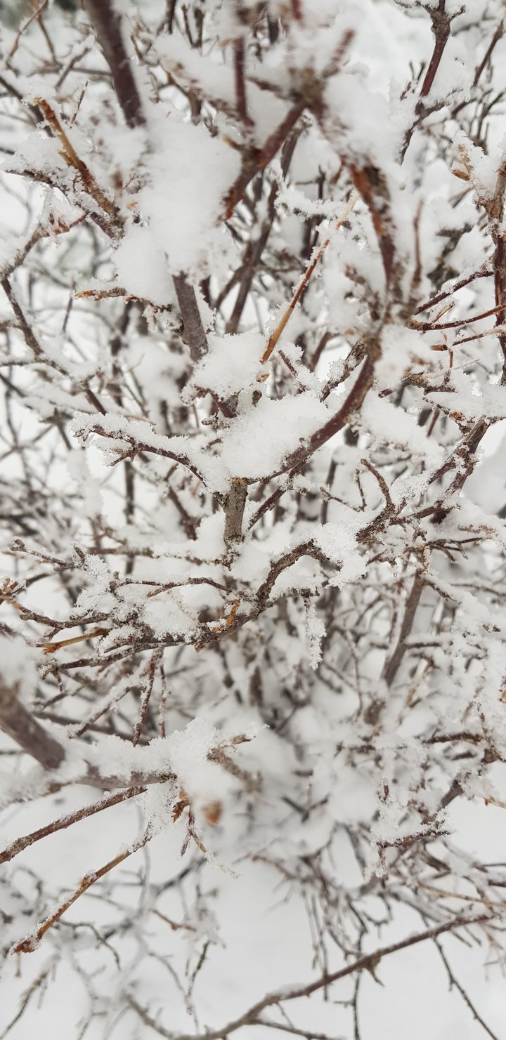 snow
