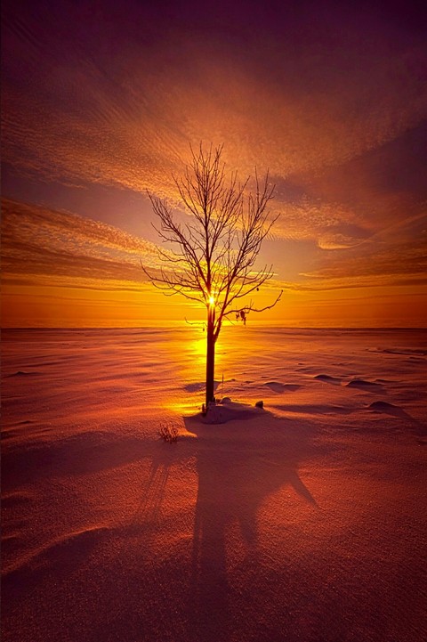 tree ❤