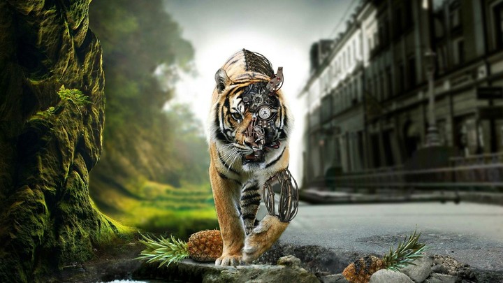 tiger