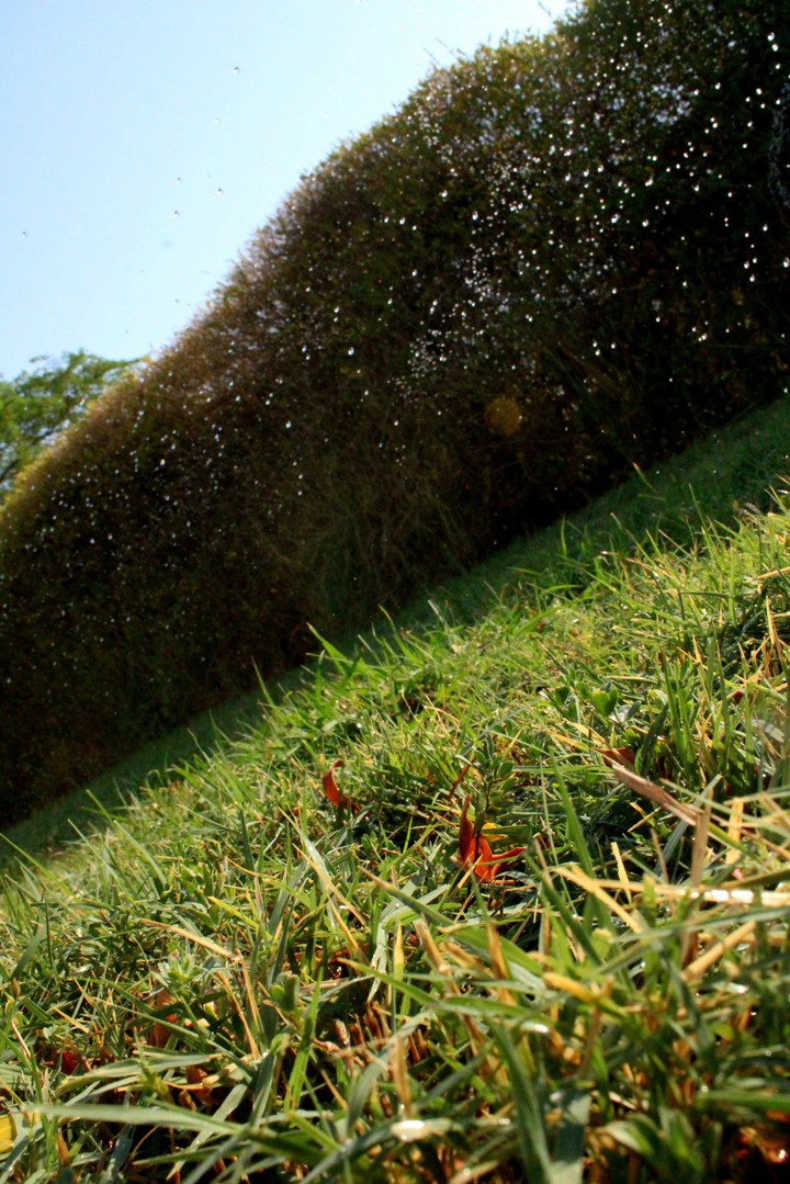 grass