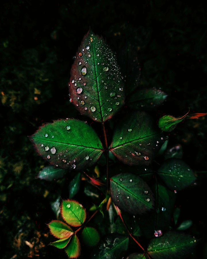 leaf