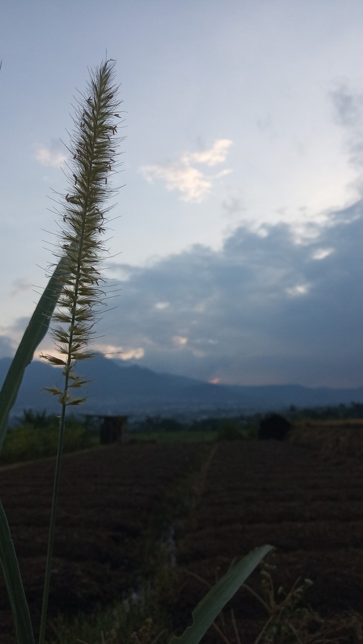 sunset in the farmland