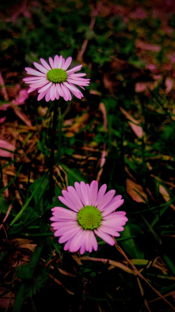 Flowers and magical nature Sensation of ART