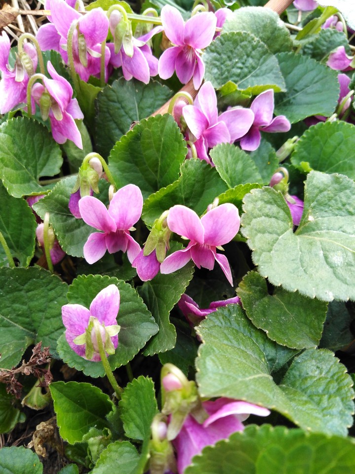 spring