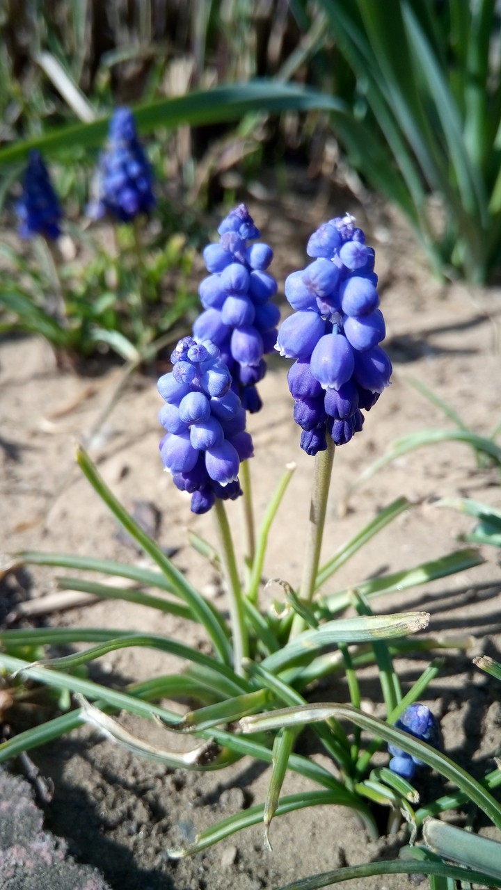 blue flower