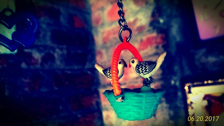 love birds