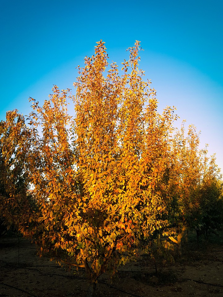 autumn