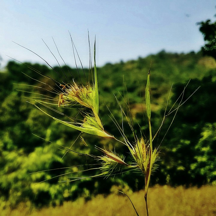 Macro