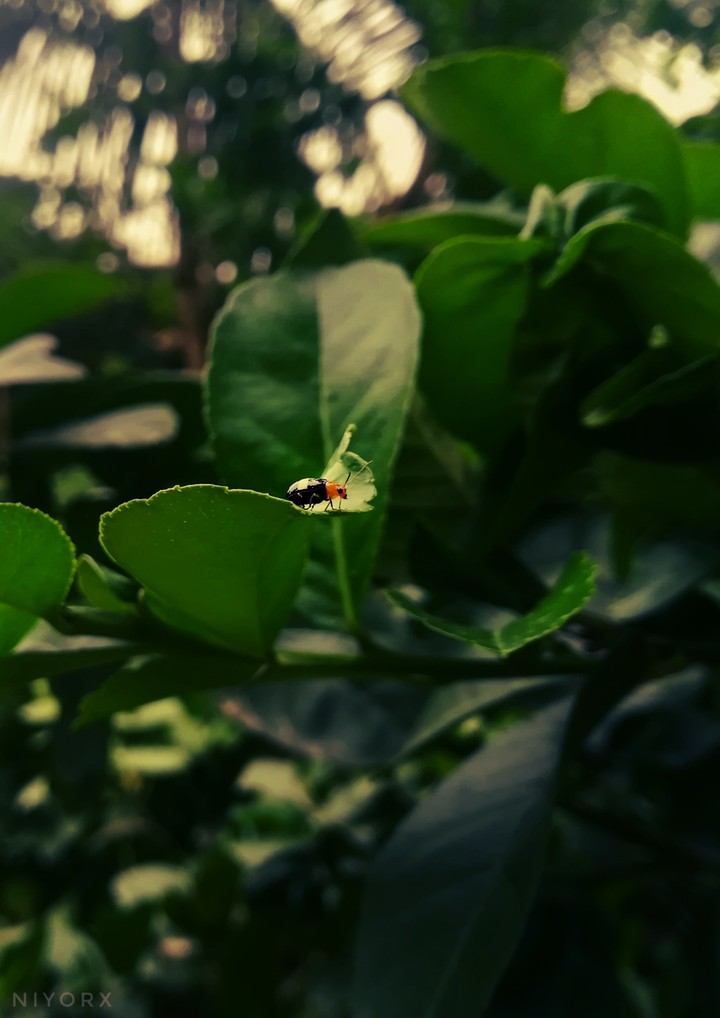 greeny  1484 x 2096