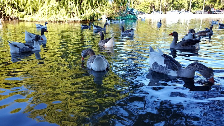 Bosques de Palermo