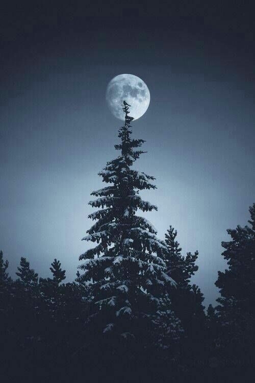 Moon and Tree