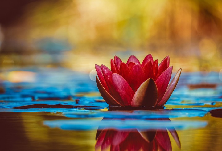 Flor Natural