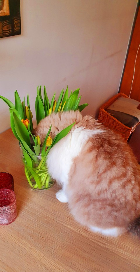 Thirsty funny Saartje