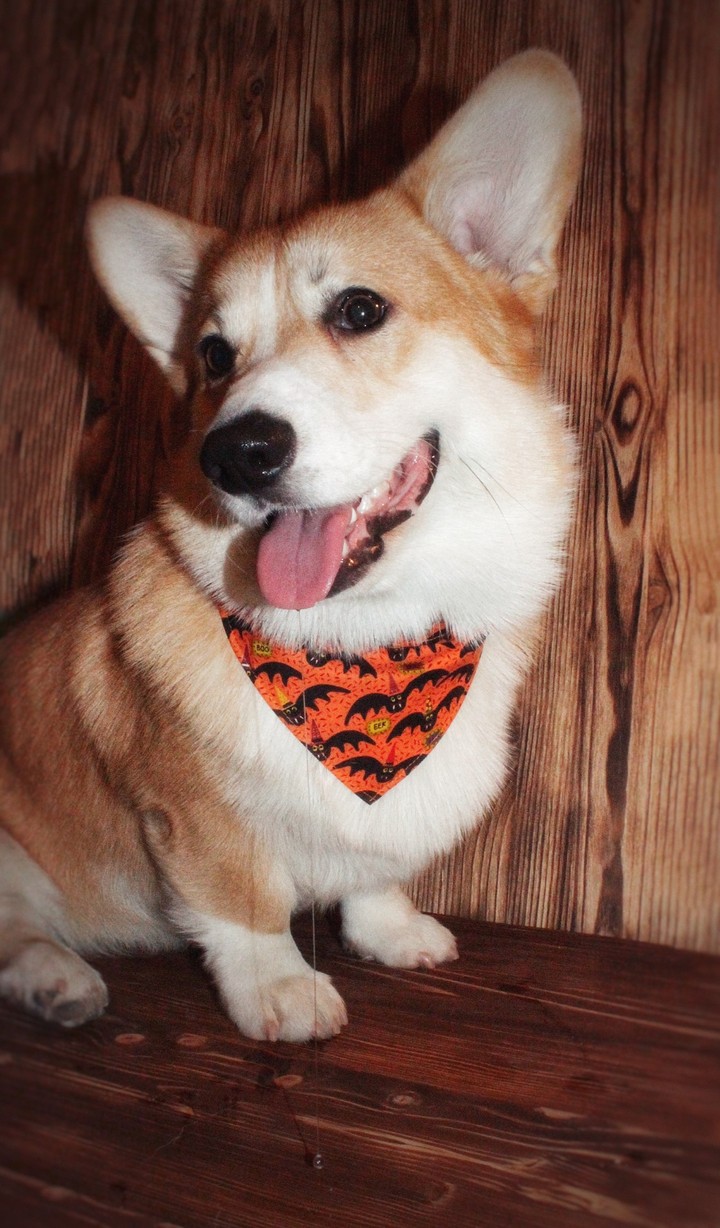 Smile of dog
