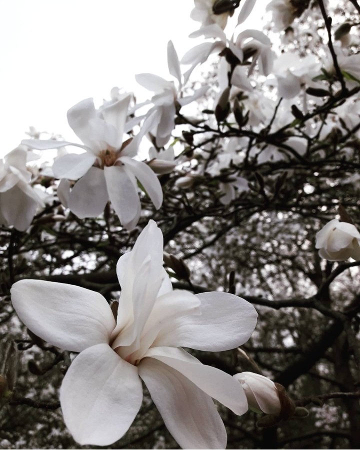 Magnolia