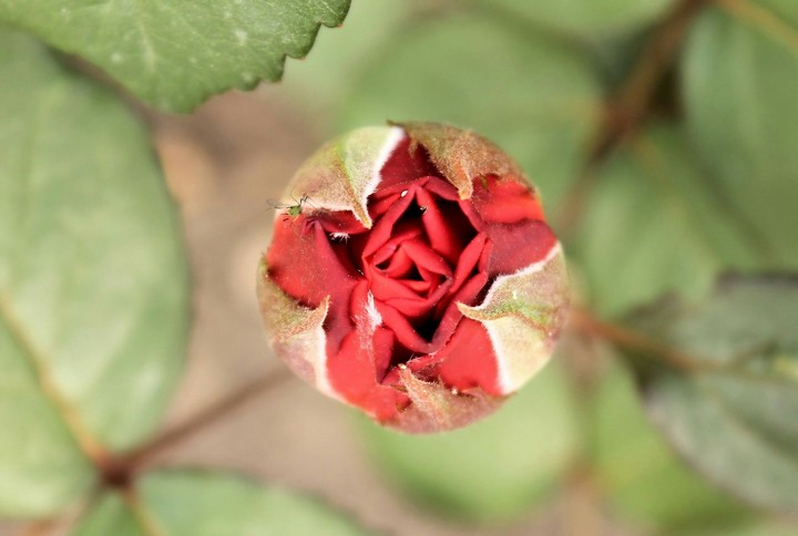 Red Rose