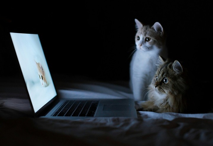 котики