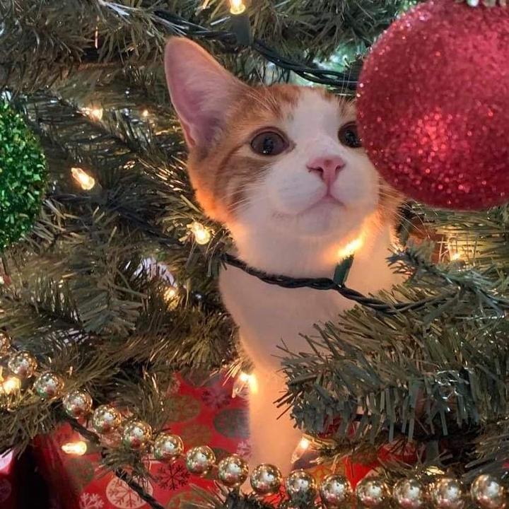 kylo