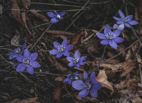flower, 草本植物桌布